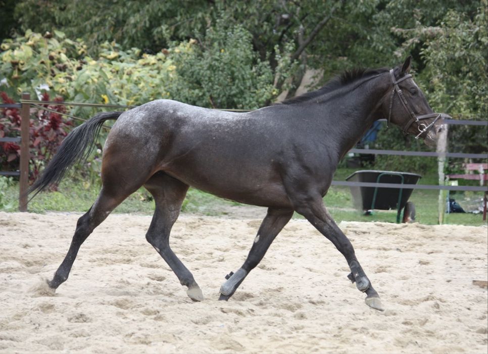 3,5 letnia tarantowata klacz małopolska, czyste RTG, świetny ruch