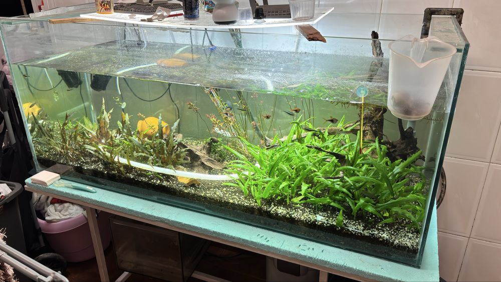 Aquario completo