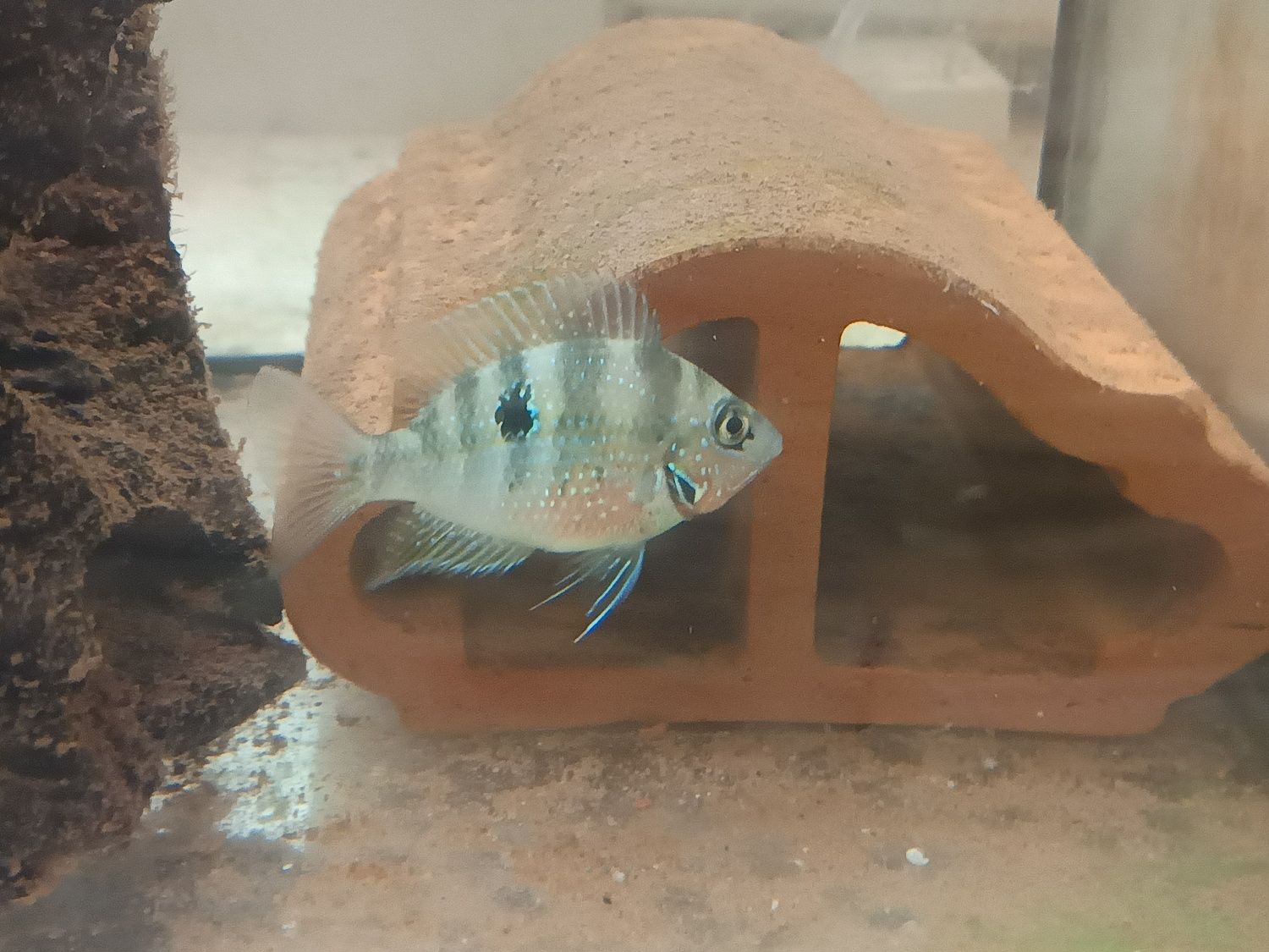 Thorichthys ellioti