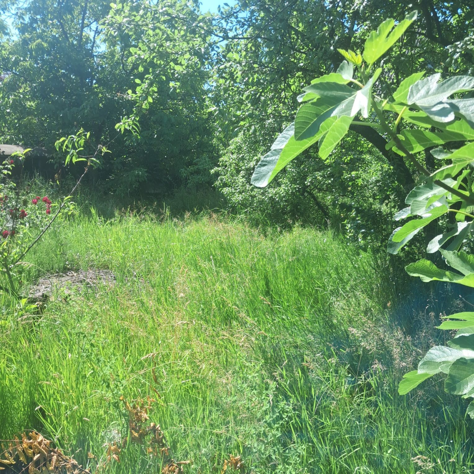 Продам дачну ділянку, коло лісу на Шахті
