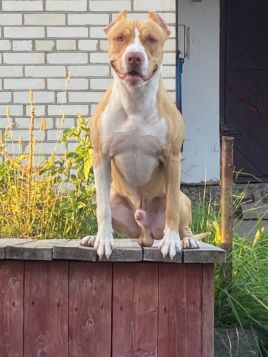 Пітбуль шукає наречену