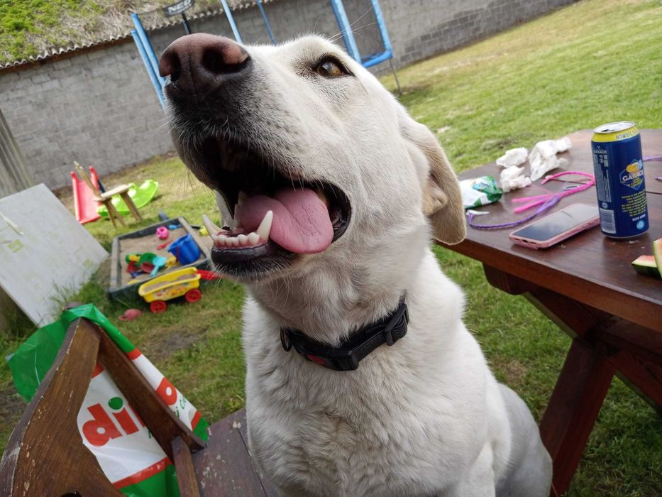 Benia - Psina bez rodowodu, ale z wiekim sercem