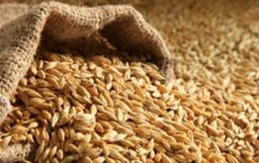 Продам Солод Базовый Ячменный С ПОМОЛОМ  БЕЗ ПОМОЛА ОПТ Обговаривается
