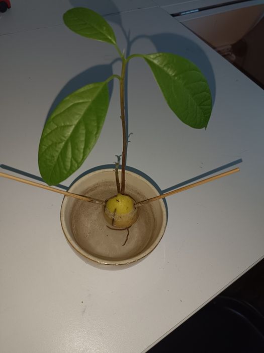 Sadzonka awokado