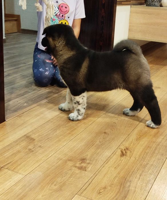 Akita amerykańska FCI