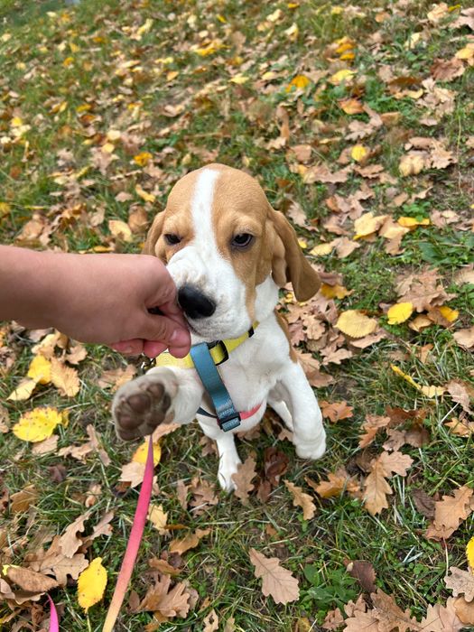 Бігль з клубними документами. Хлопчик 4 місяці