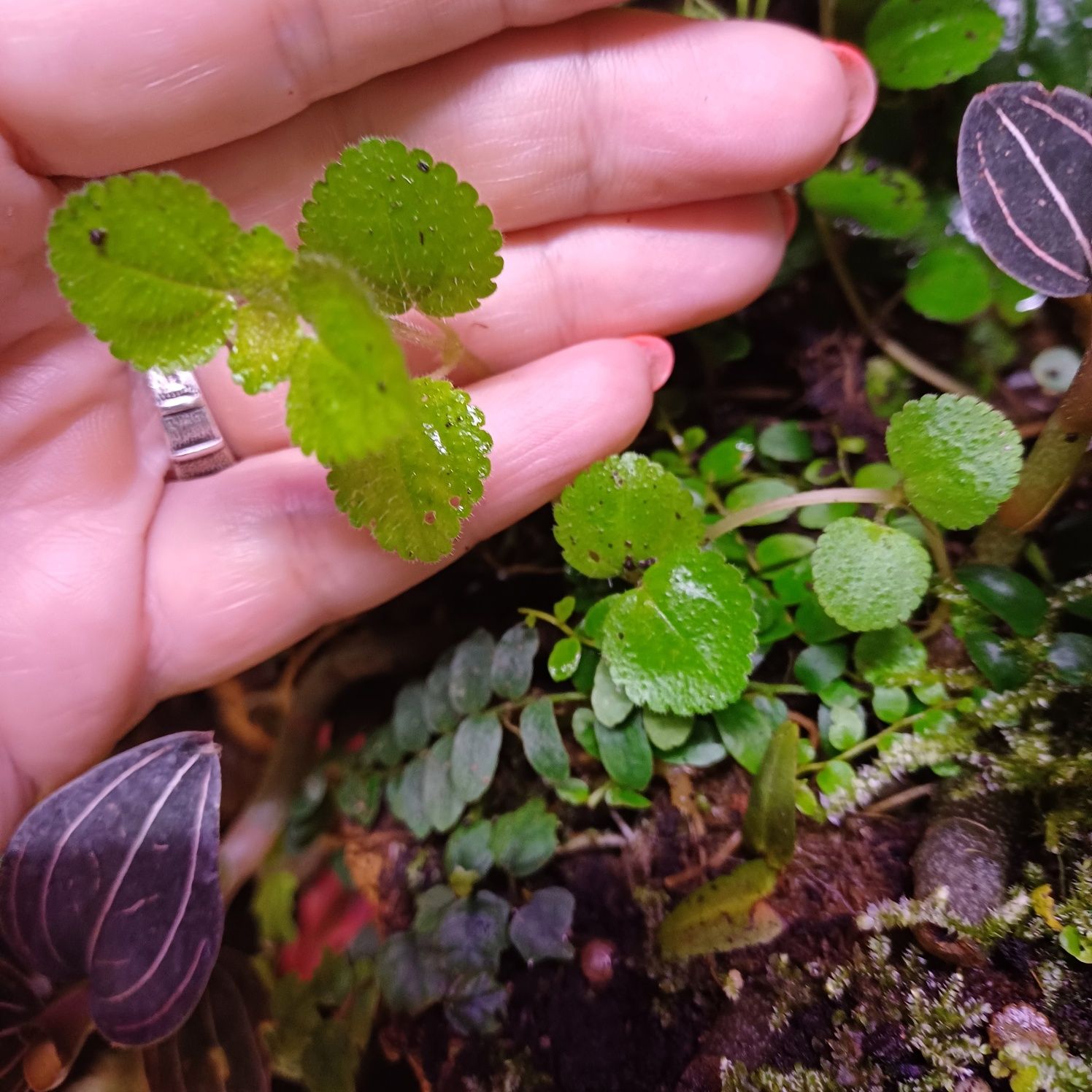 Zestaw roślin do terrarium