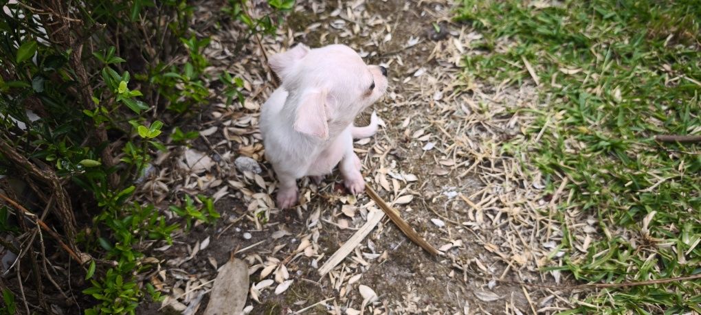Chihuahua fêmea disponível para entrega imediata