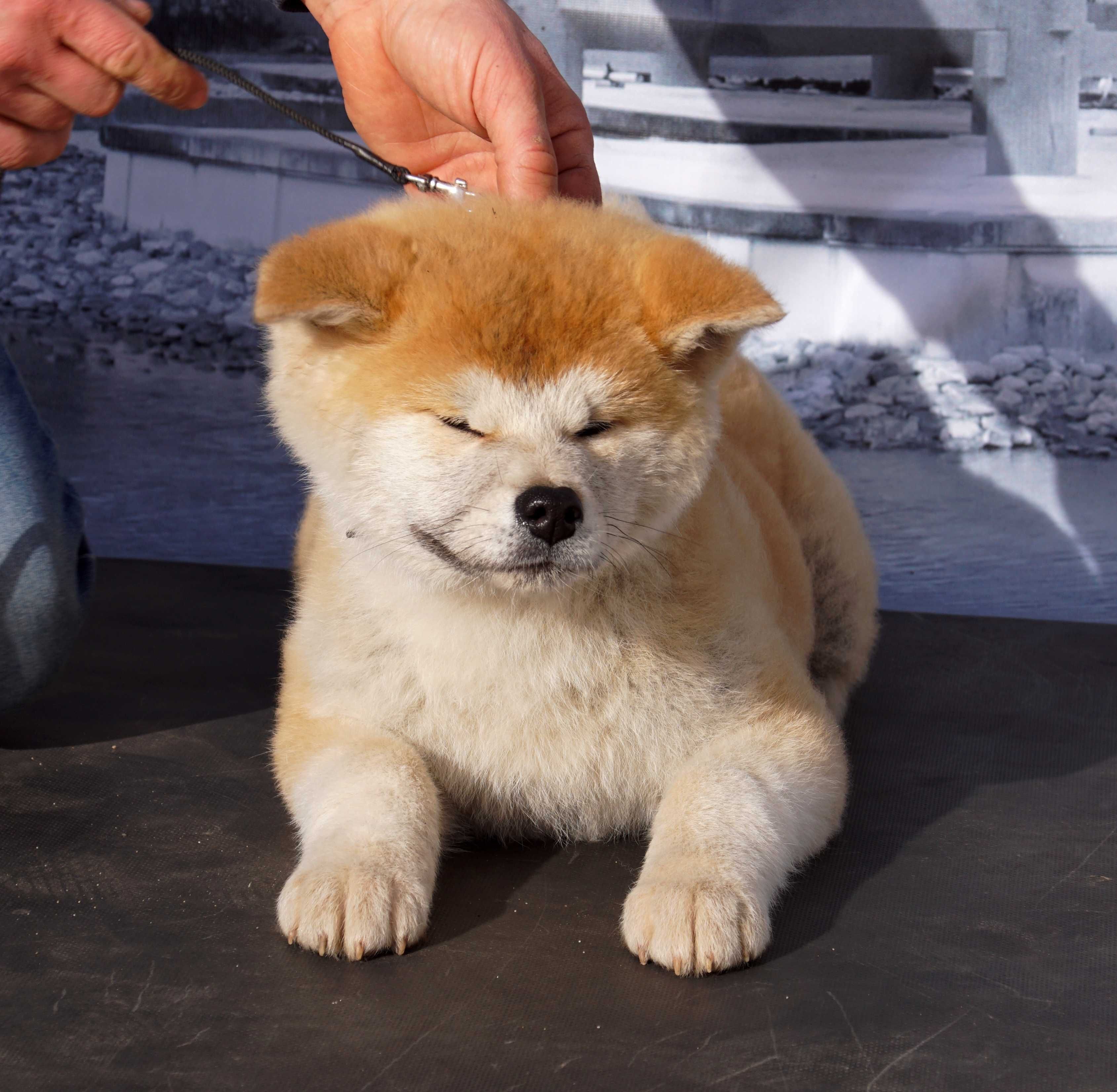 Akita Inu, miot po CHAMPIONIE POLSKI imporcie, ZKwP FCI