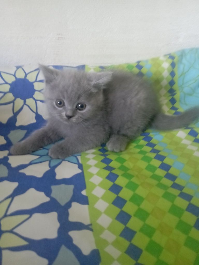 Kocurek brytyjski gotowy do odbioru osobistego