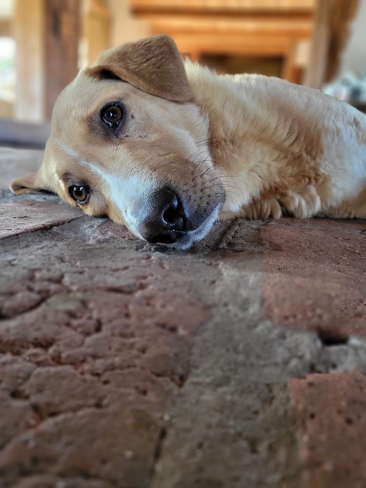 Mak - rudy pies do adopcji oddam