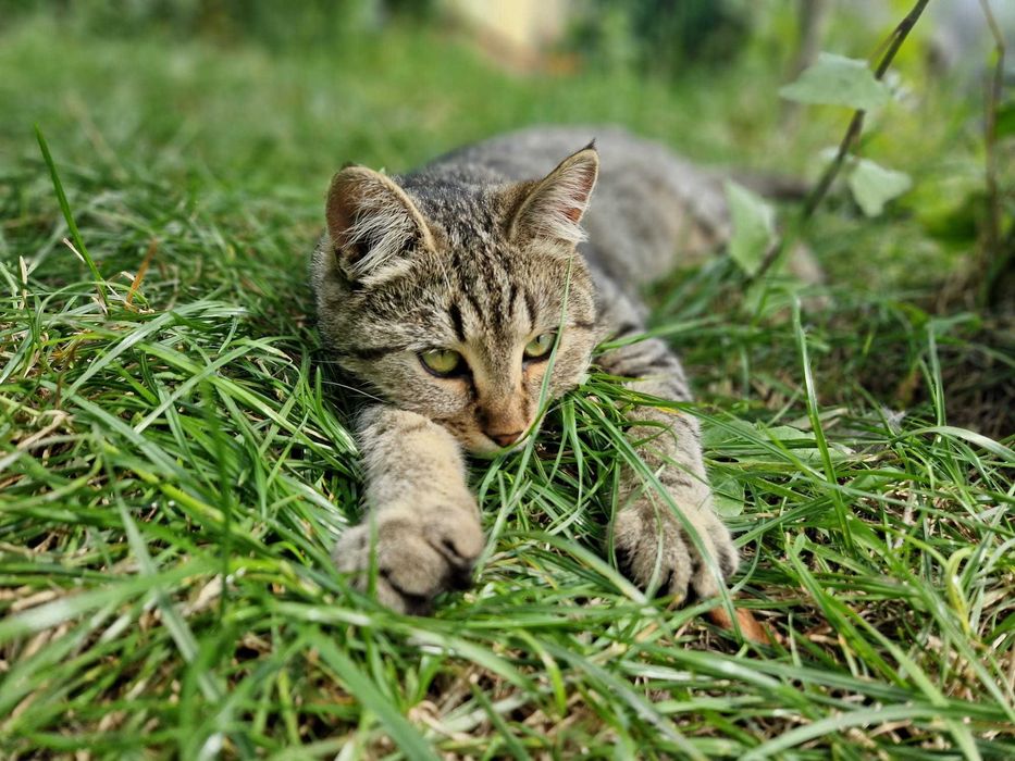 siedzi pod blokiem i błaga o dom :( .Porzucony kot- Lepik