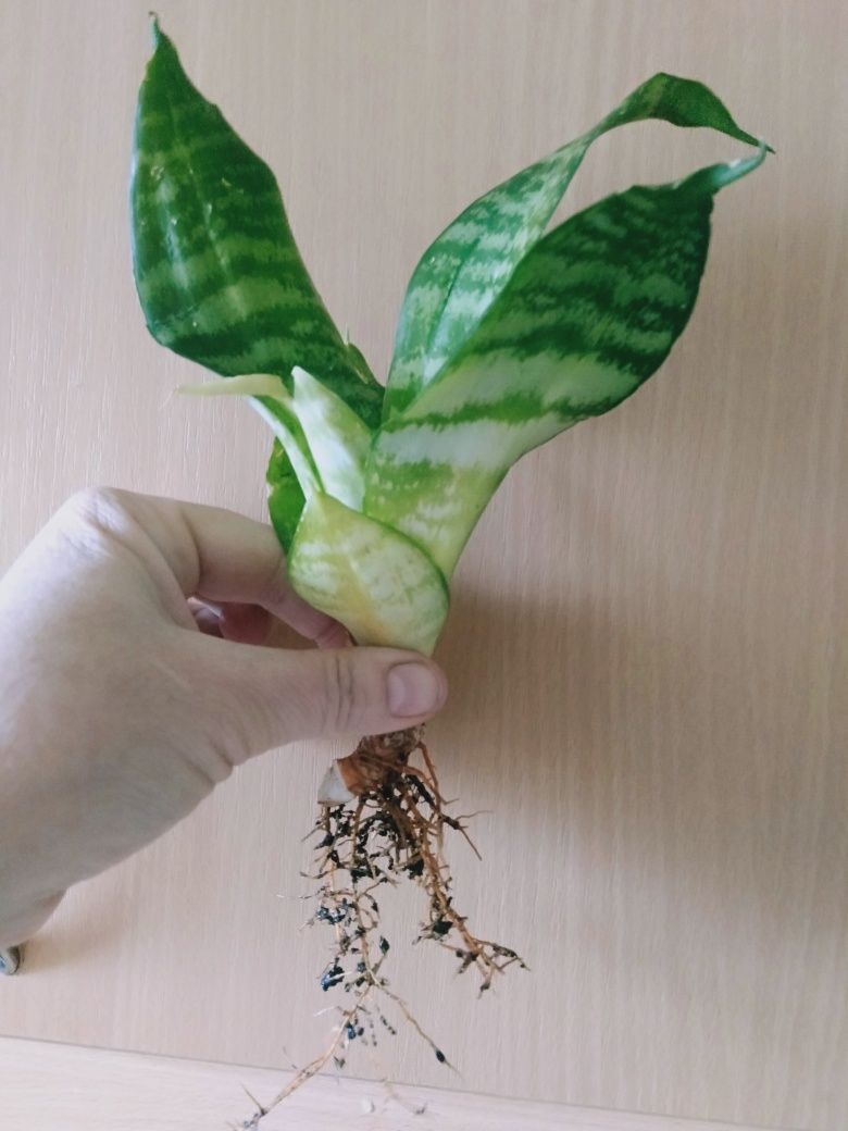 Sansevieria- roślina doniczkowa
