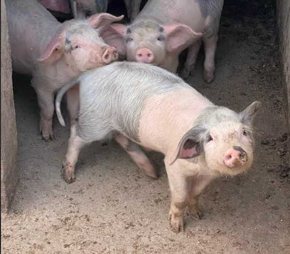 Porca para criar (Fazemos Entregas)