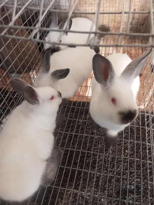 Кролики Каліфорнія