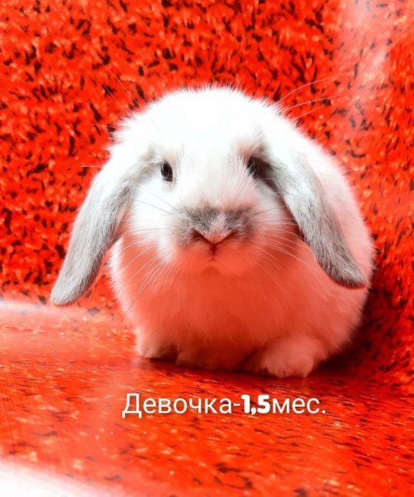 Карликовые миниатюрные декорат.торчеухие и вислоухие кролики и клетки