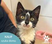 Mały kociak Kalif szuka domu