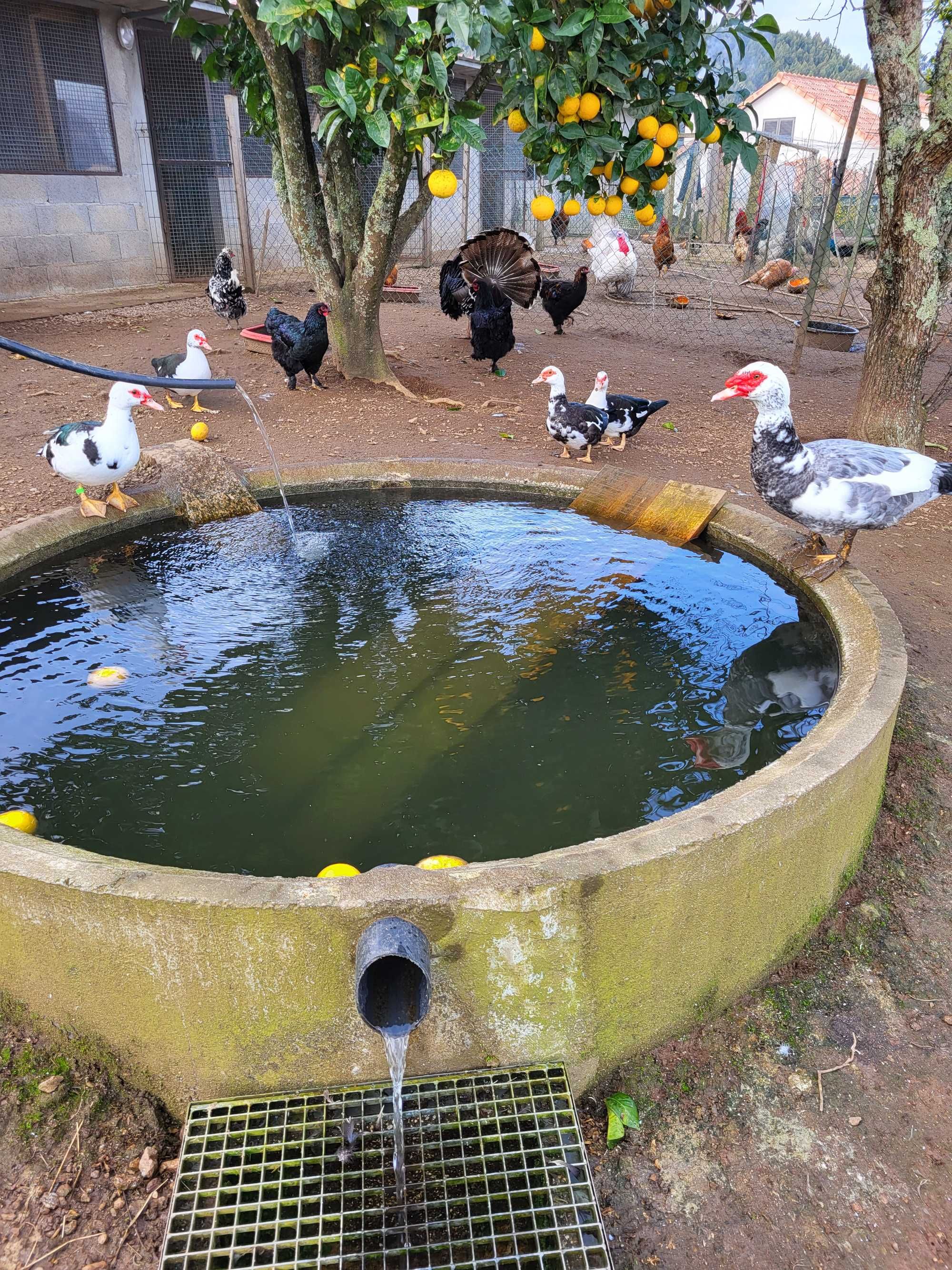 Galinhas e patos de raca e ovos