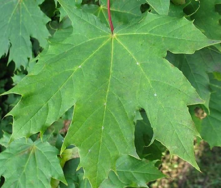 Klon zwyczajny (Acer Platanoides), wys. 90-120cm, z gruntu