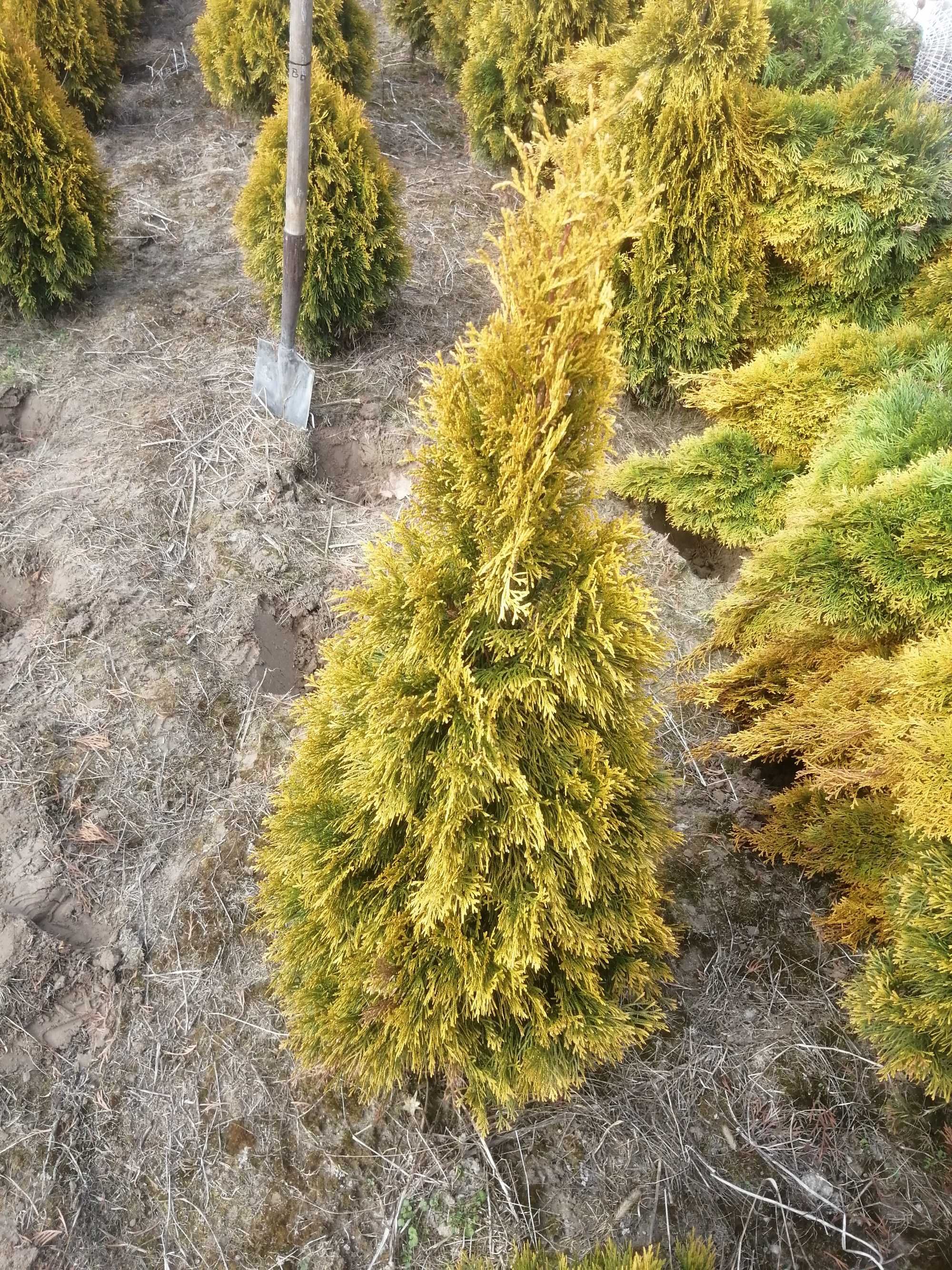 Thuja Tuja Golden Smaragd Szmaragd nie Brabant