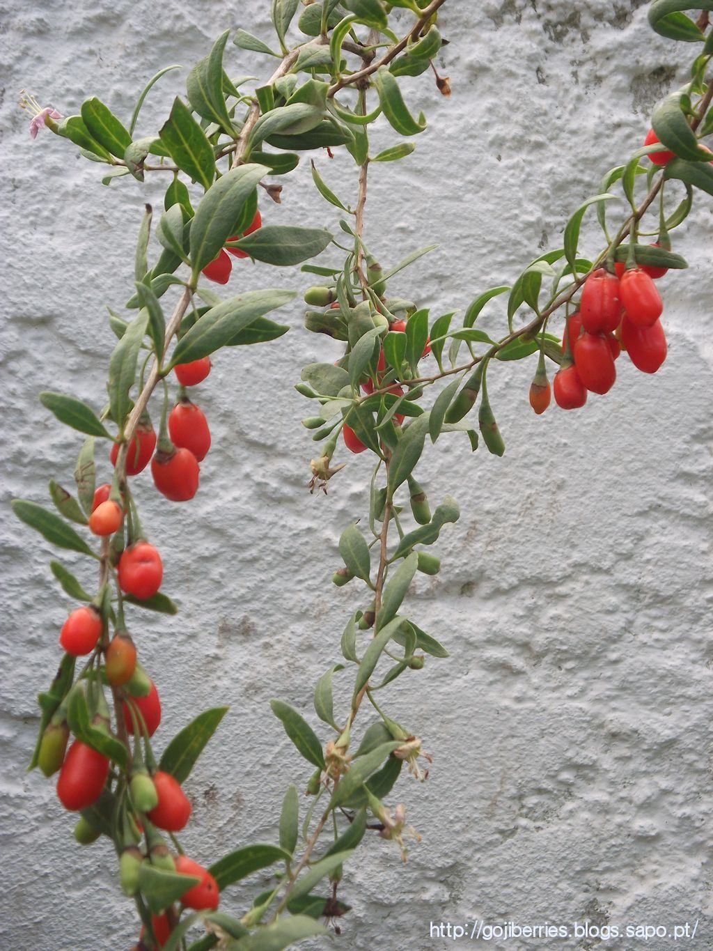 Planta fruto de goji vermelha