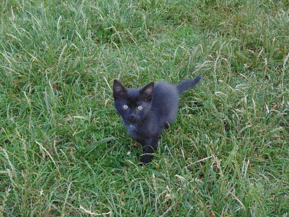 Oddam trzymiesięczne kotki