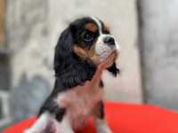 Cavalier  uroczy piesek ZKwP FCI