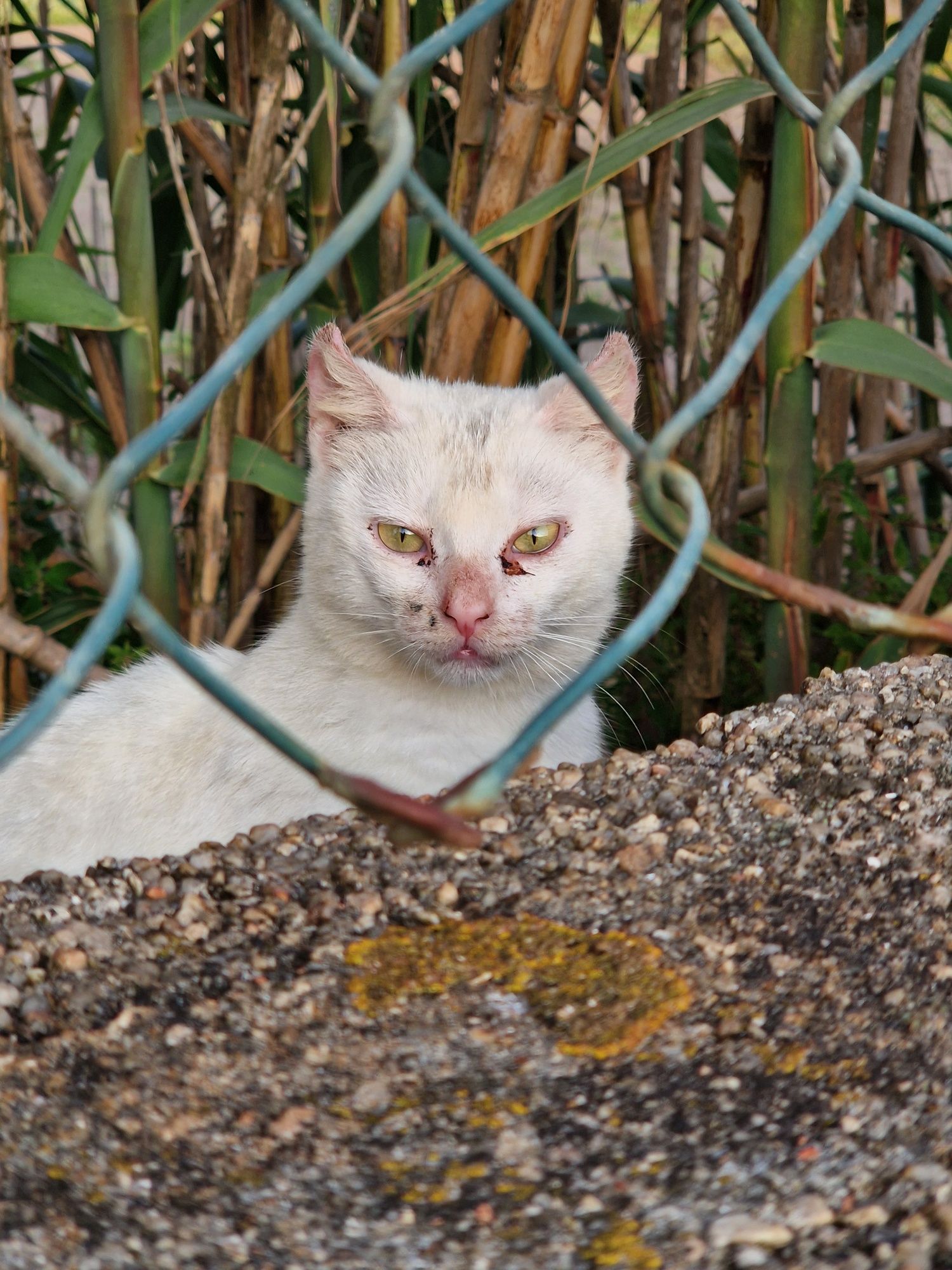 Gatinha tímida ADOÇÃO ESPECIAL