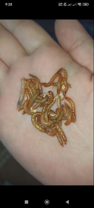 Порція корму цвіркуни ,тарагани ,мучник