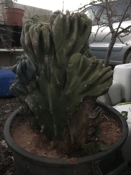 Cactos de várias alturas