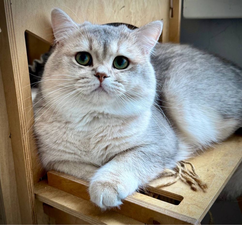 Золота шиншила британська! Котик!