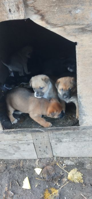 В хорошие и добрые руки