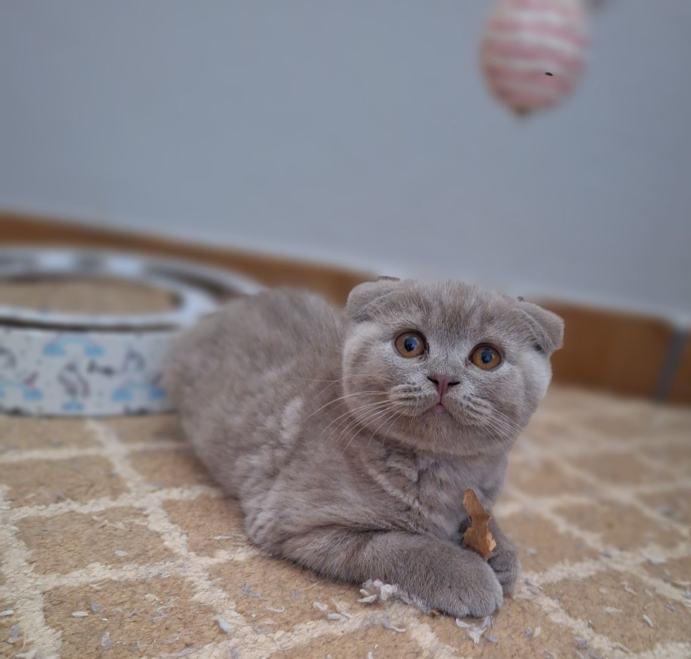Scottish fold macho lilás
