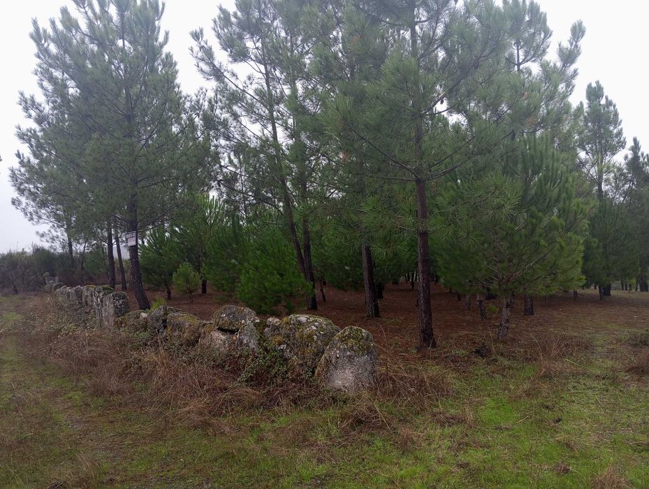 Pinhal novo e pequeno olival - Paranhos da Beira