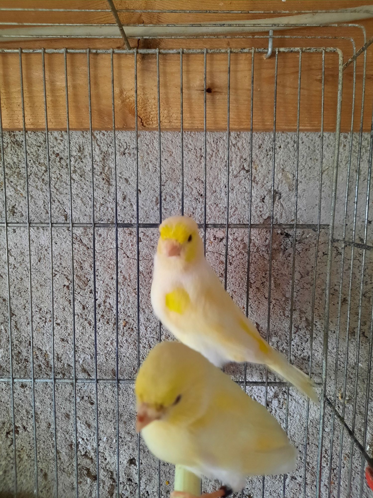 Vendo  canários novos