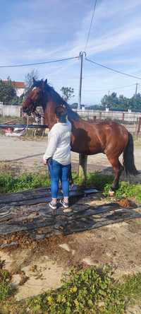 Cavalo para vender