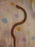 Cobra de madeira