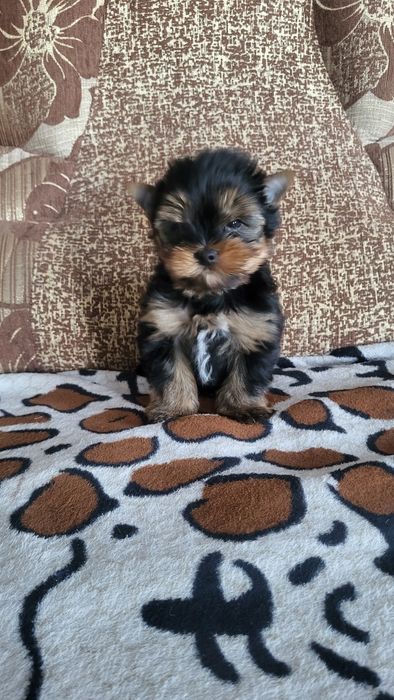 Мини и микро йорк.