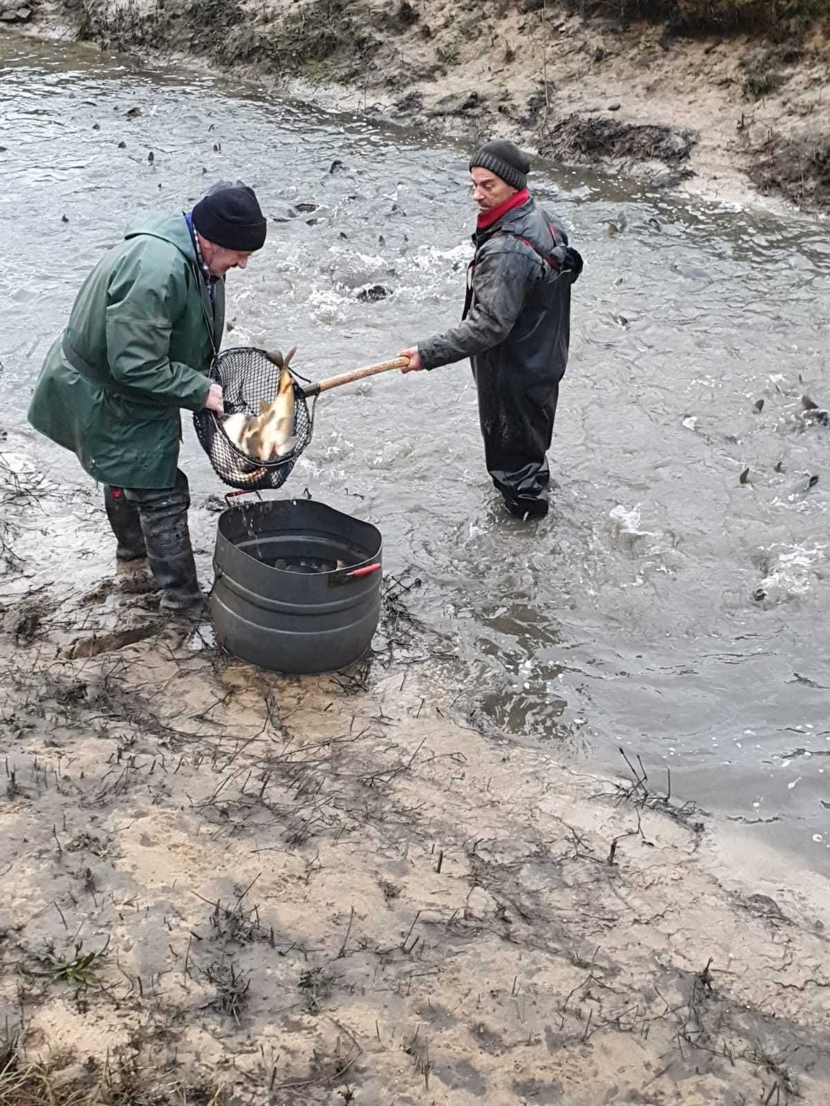 Karp królewski handlowy