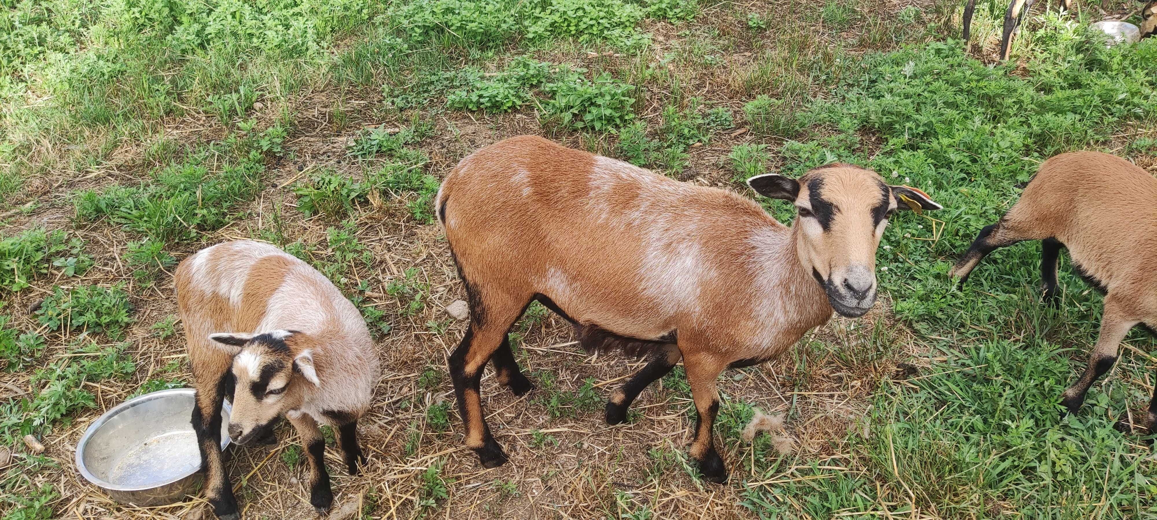 Ovelha e filha à venda