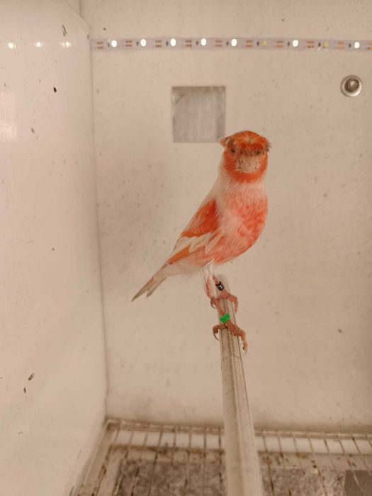 Vendo 2 machos Arlequim Portugues