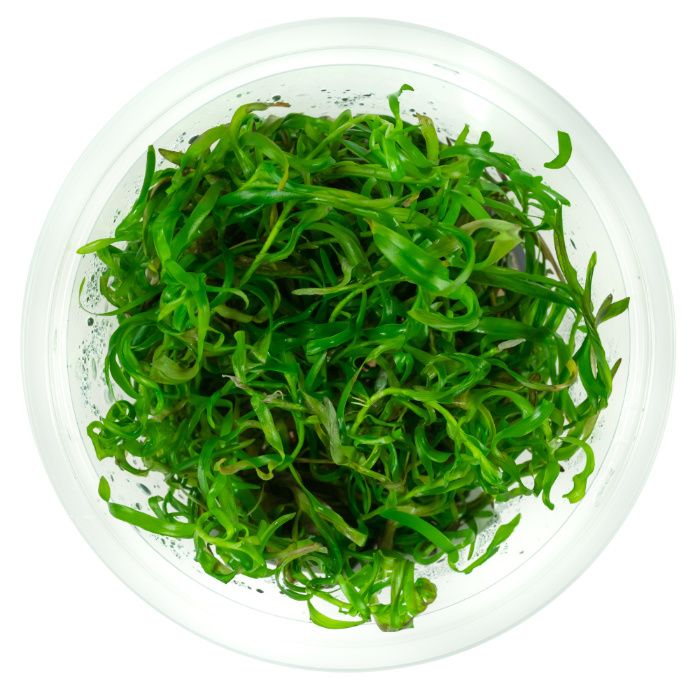 Roślina do akwarium Heteranthera zosterifolia in vitro kubek 10 cm