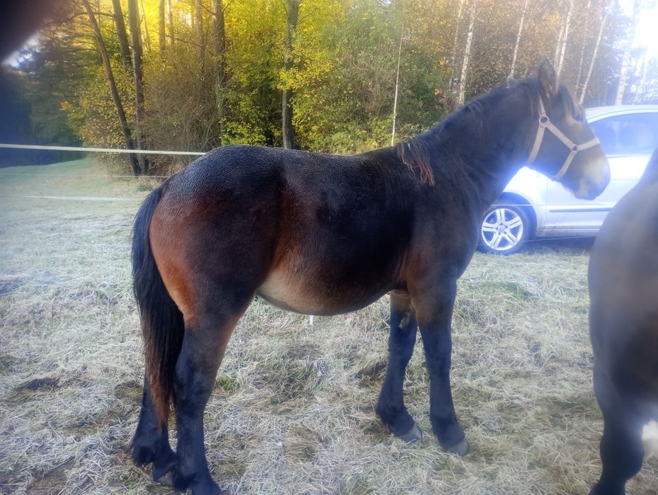 Ogierek zimnokrwisty