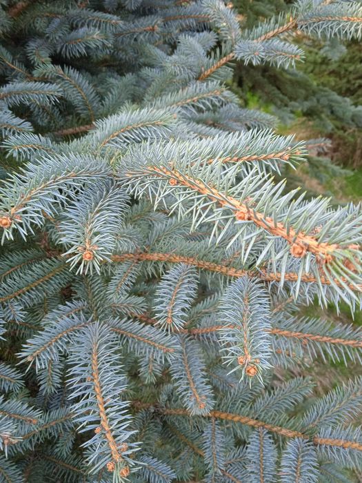 Gałęzie świerka, picea omorica