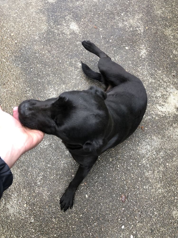 Cadela Labrador Adoção