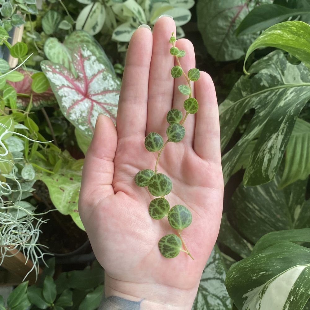 Пеперомія прострата зріз / Peperomia prostrata
