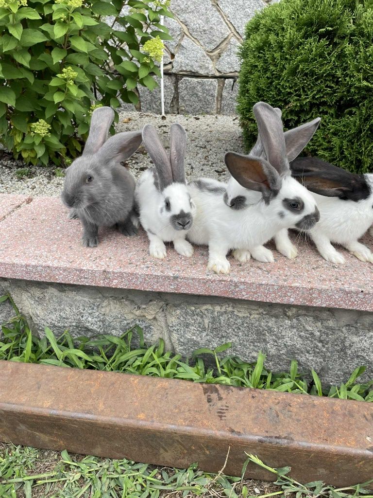 Sprzedam króliki srokacze niebieskie