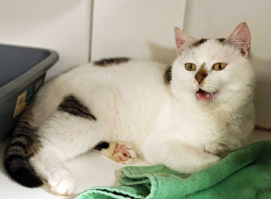 Чудовий ласкавий і ніжний котик-красунчик Нясік (6 міс.). Кастров. Кот