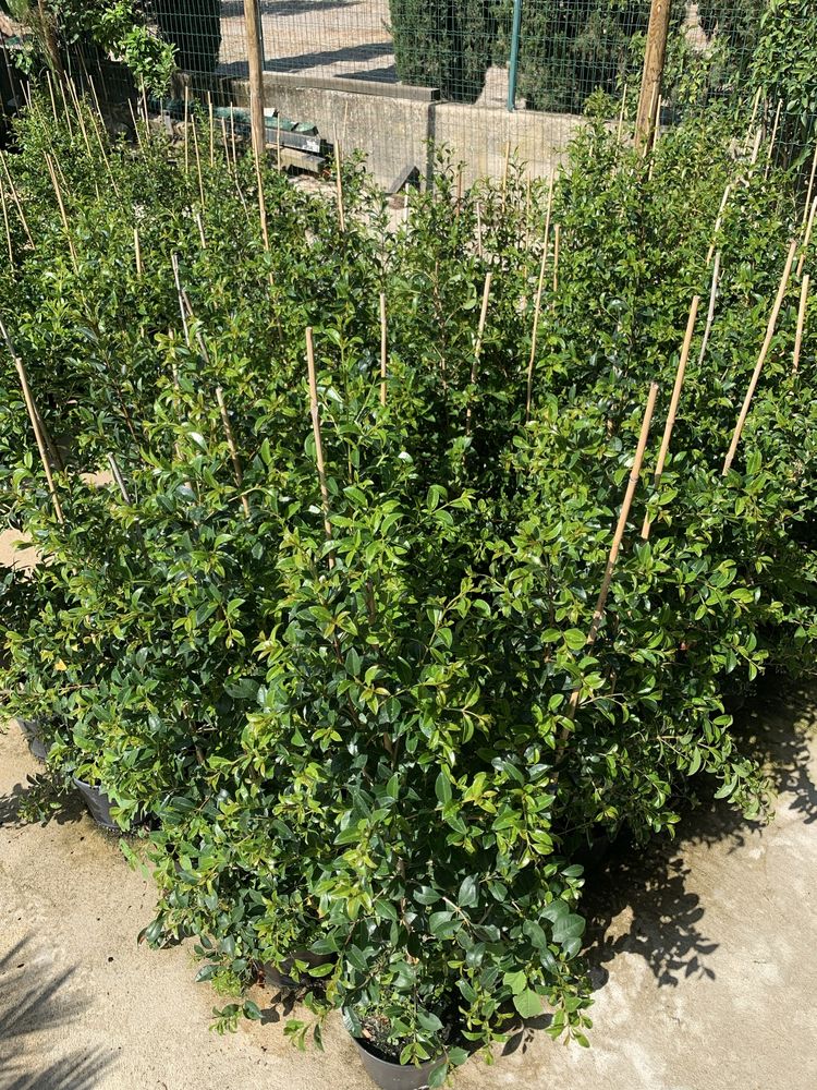 Eugénias Newport — Sebe perfeita para o seu jardim.