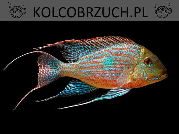 Ziemiojad sveni - Geophagus sveni - dowozimy, wysyłamy